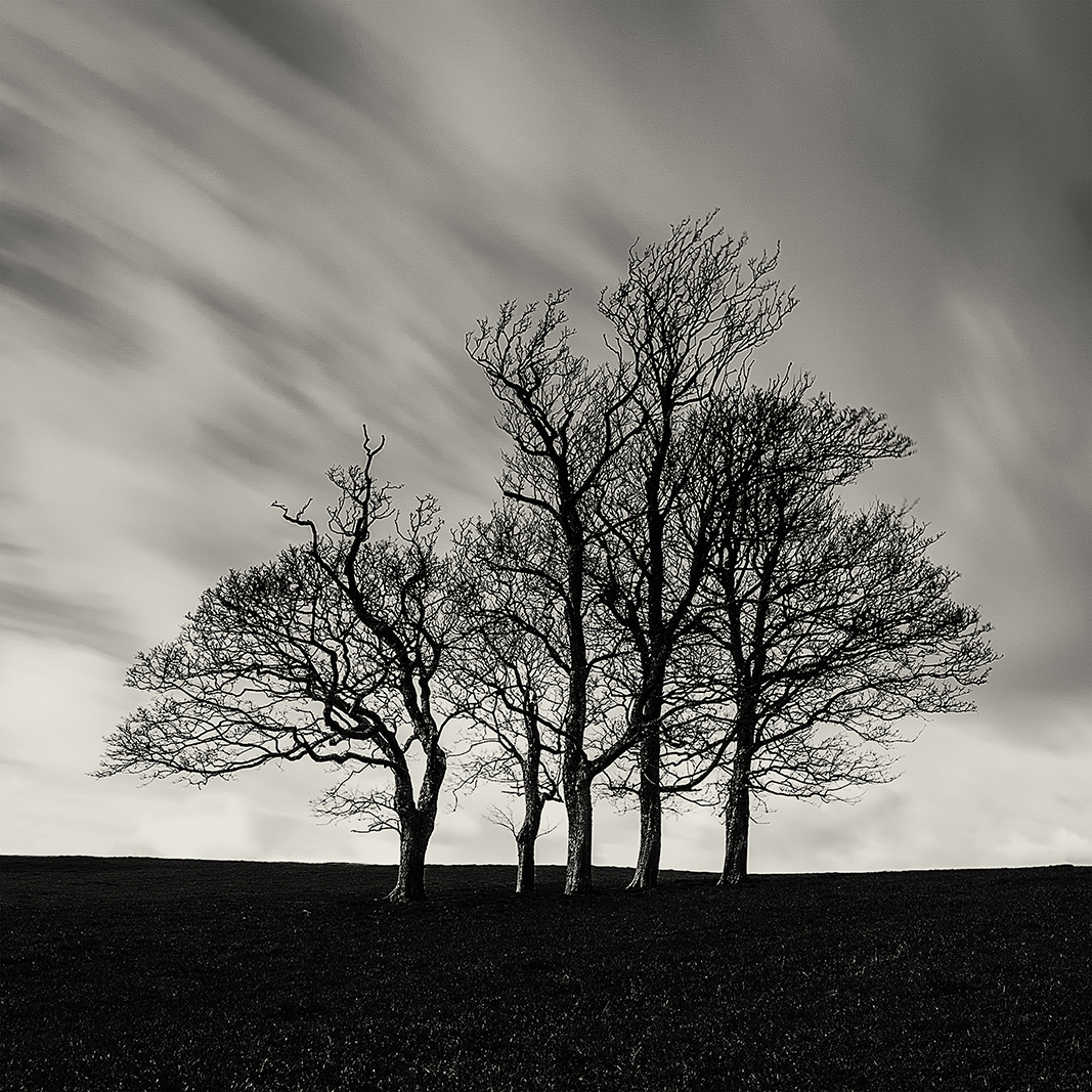 Copse
