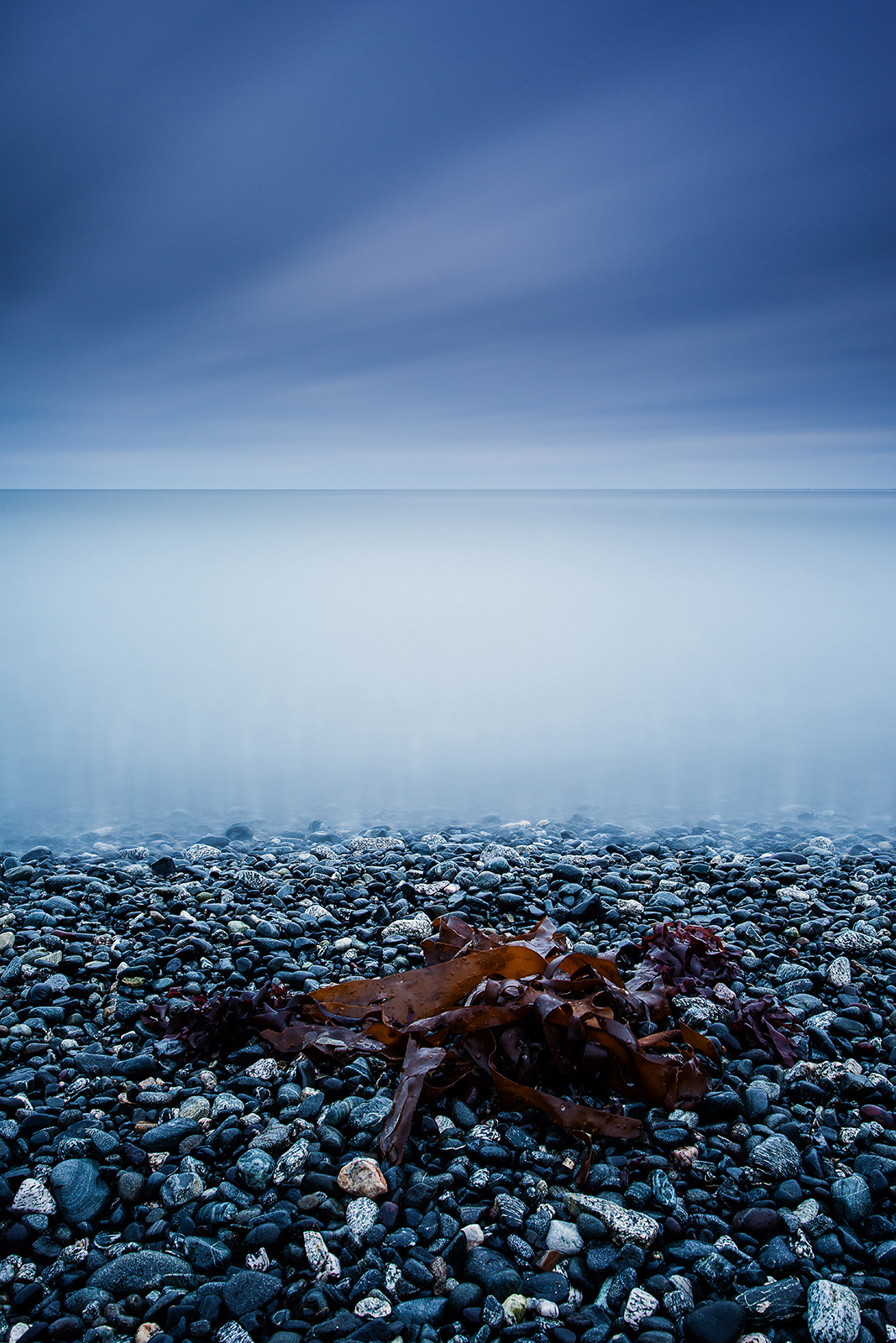 Seaweed